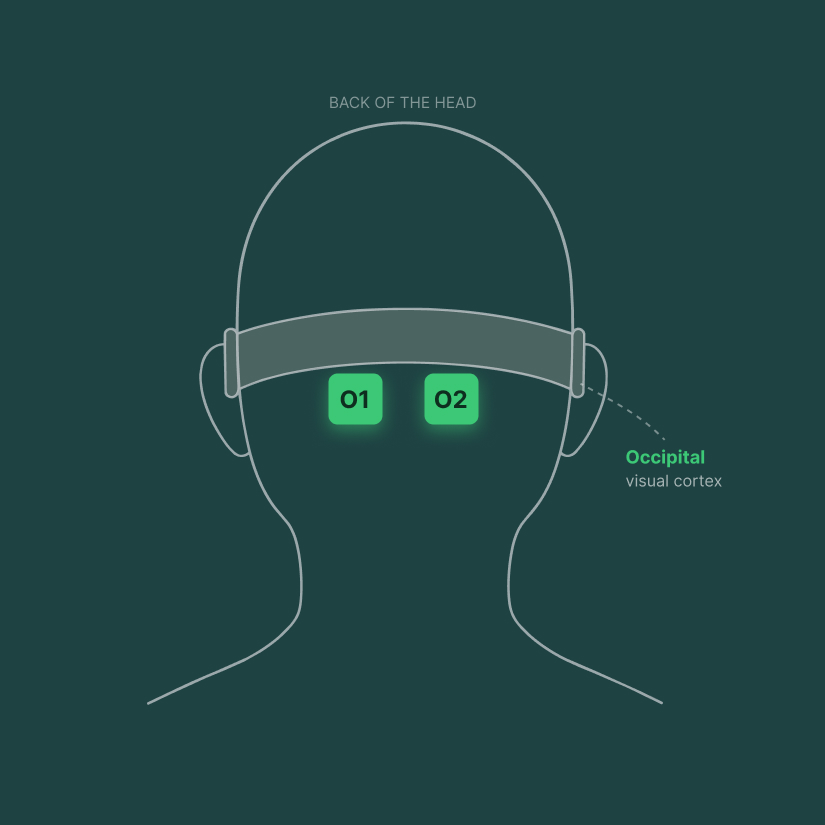Rear view of the head showing the O1 and O2 occipital EEG sensor positions